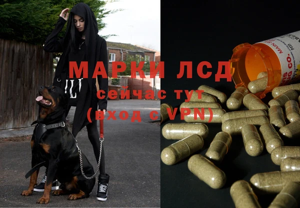 стафф Корсаков